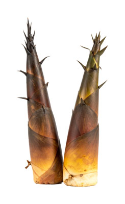 たけのこ（タケノコ・bamboo shoot）の写真