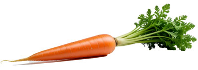 にんじん（ニンジン・carrot）の写真