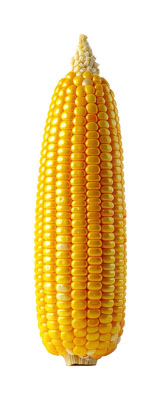 とうもろこし（トウモロコシ・corn）の写真