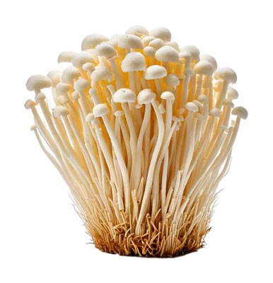 えのき（エノキ・enoki mushroom）の写真