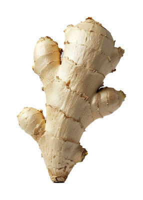 しょうが（ショウガ・ginger）の写真