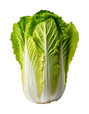 はくさい（ハクサイ・napa cabbage）の写真