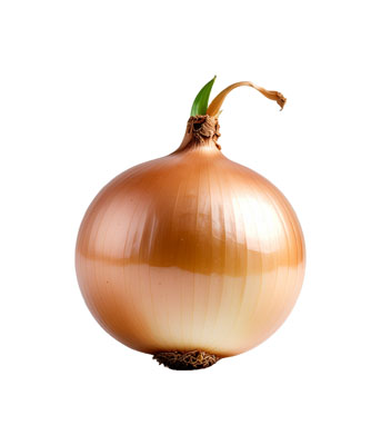 たまねぎ（タマネギ・onion）の写真