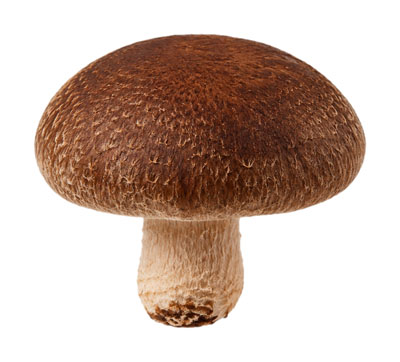 しいたけ（シイタケ・shiitake mushroom）の写真