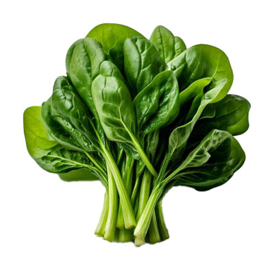 ほうれんそう（ホウレンソウ・spinach）の写真